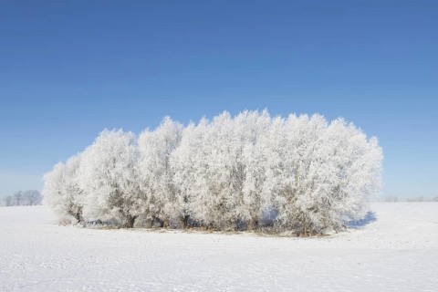 White willows