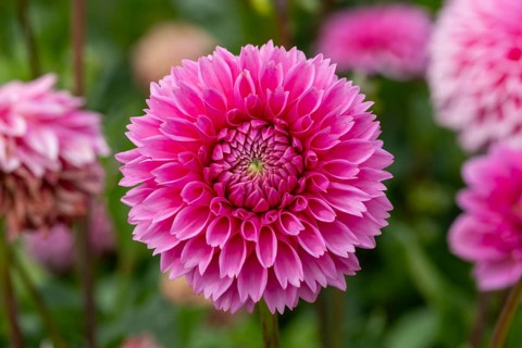 Dahlia Sandra