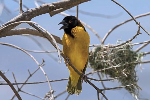Village weaver