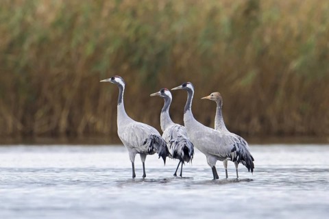 Flock of common cranes