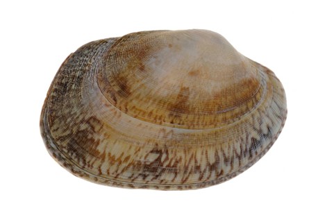 Pullet carpet shell