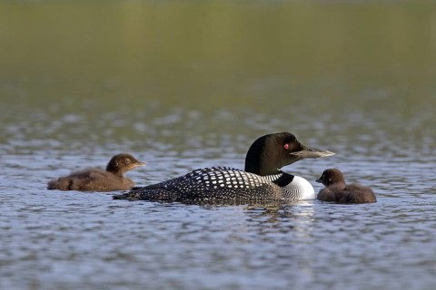Common loon
