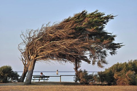 Windswept trees bent by coastal northern winds on the island Ile d'Oleron