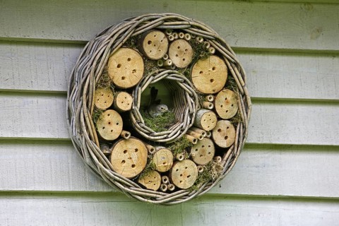 Spotted Flycatcher