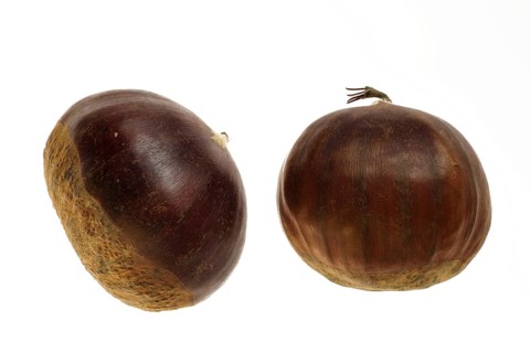Sweet chestnut