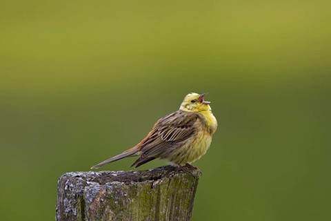 Yellowhammer