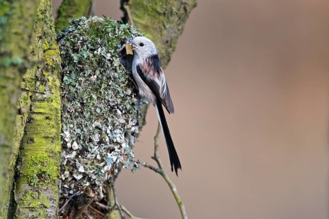 Long-tailed tit
