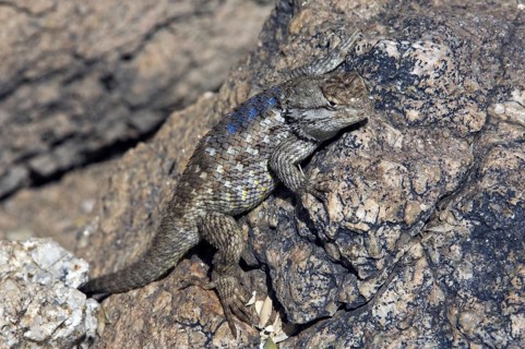Desert spiny lizard