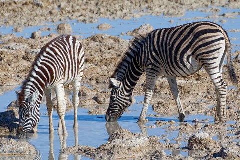 Burchell's zebras