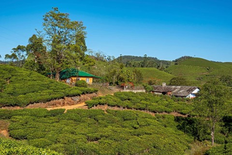 House at tea plantation