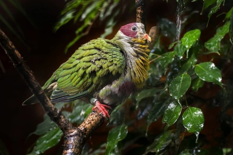 Yellow-breasted fruit dove