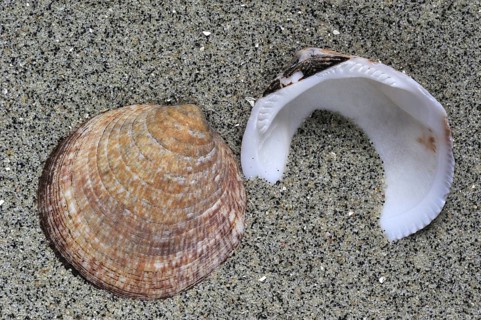 Dog cockle