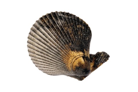 Variegated scallop
