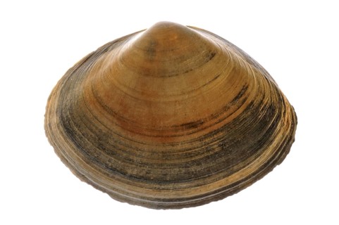 Rayed trough shell