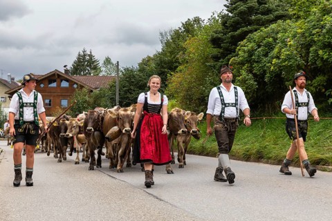Group of shepherds leading cattle