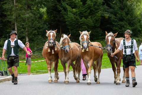 Alpine herdsman leading group of Haflinger horse