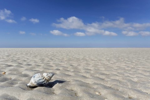 Common whelk