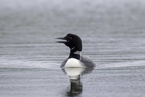 Common loon