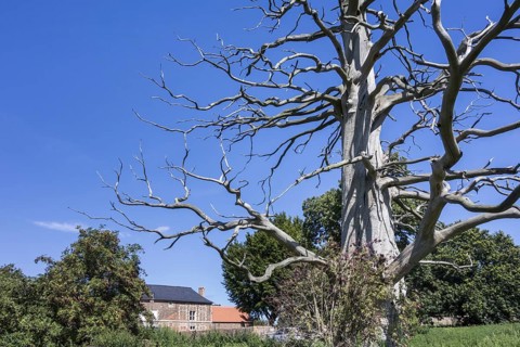 Branches of dead sweet chestnut tree