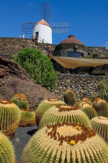 View of old windmill of Guatiza at the edge of former quarry today cactus garden Jardin de Cactus