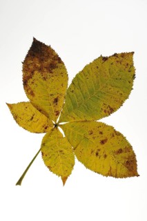 Horse chestnut