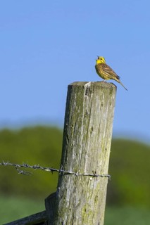 Male yellowhammer