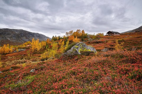 Cabin with autumn leaves