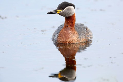 Red-necked grebe