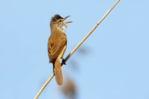 Great reed warbler