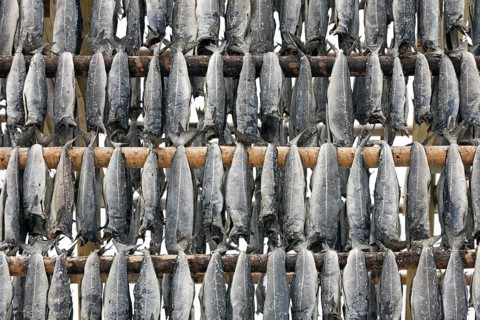 Atlantic cod