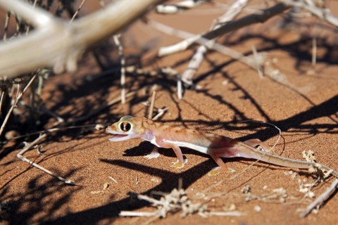 Namib sand gecko
