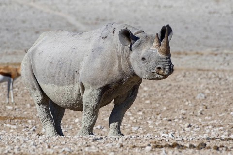 Black rhinoceros