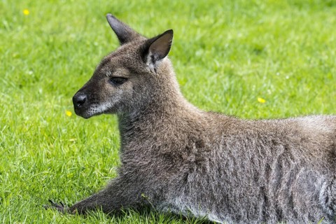 Red-necked wallaby
