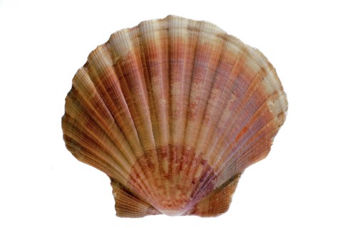 Mediterranean scallop