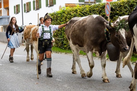 Alpine pasture boy leading Alpine cattle