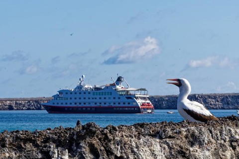 Nazca Booby