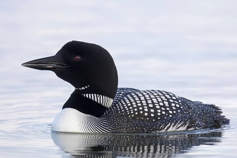 Common loon