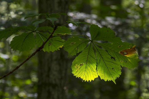 Sun shining through leaf of European horsechestnut