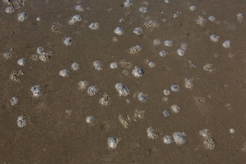 European lugworm