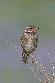 Redwing