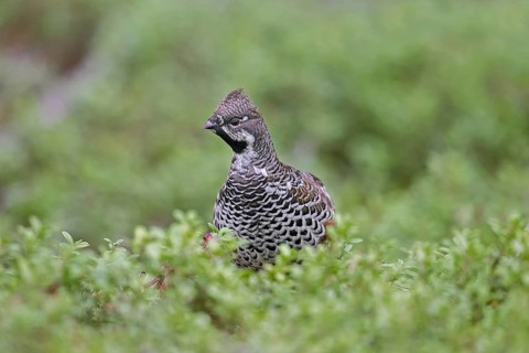 Hazel grouse