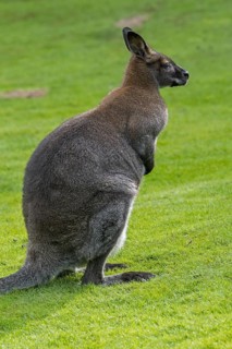 Red-necked wallaby