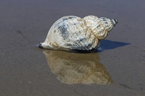Common whelk