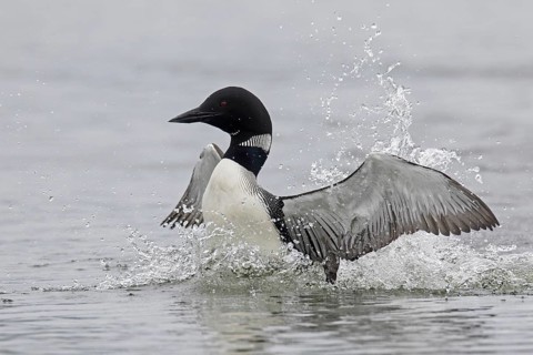 Common loon