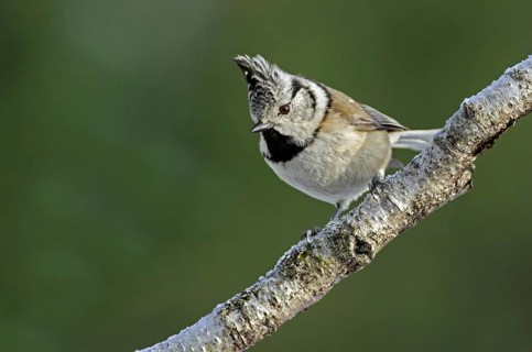European Crested tit