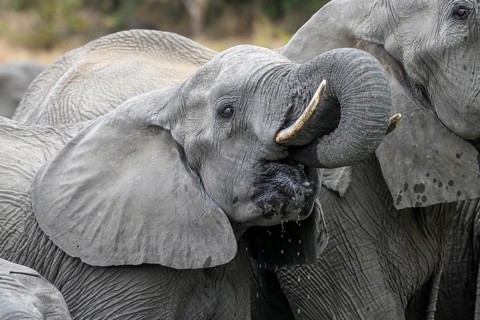 African elephant