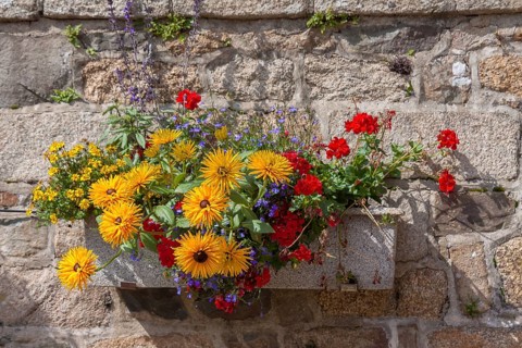Flower box with colourful summer flowers in front of sandstone wall