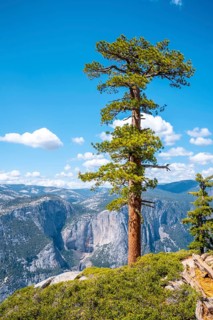 Upper Yosemite Fall from Sentinel Dome