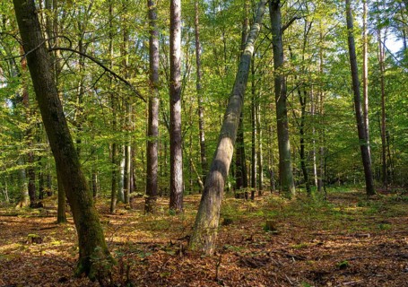 Mixed forest in autumn