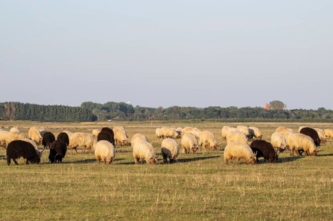 Zackel domestic sheep
